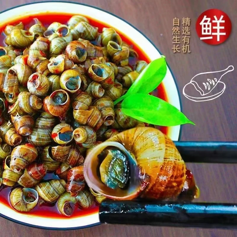 新疆包邮麻辣小海鲜楚螺香麻辣田螺加热即食500g/包