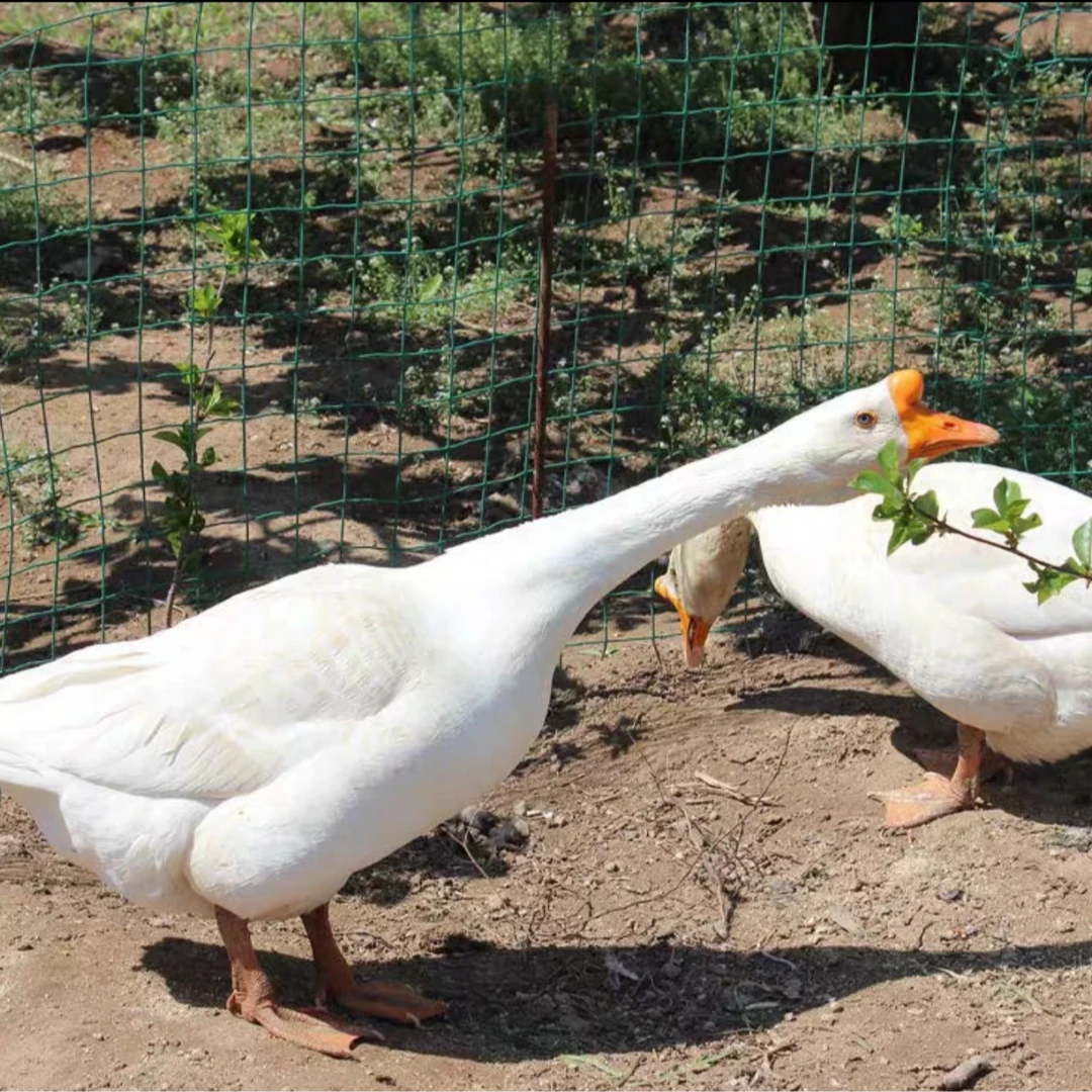 【新疆包邮】2只农家大鹅整只大鹅新鲜铁锅炖大鹅农家散养鹅