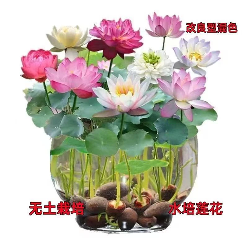 抢【9.9元3包送盆】水培碗莲种子睡莲花卉新手四季荷花盆栽客厅阳台
