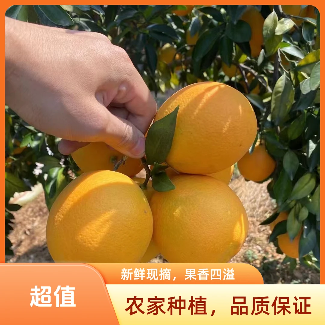 正宗赣南脐橙新鲜现摘整箱包邮