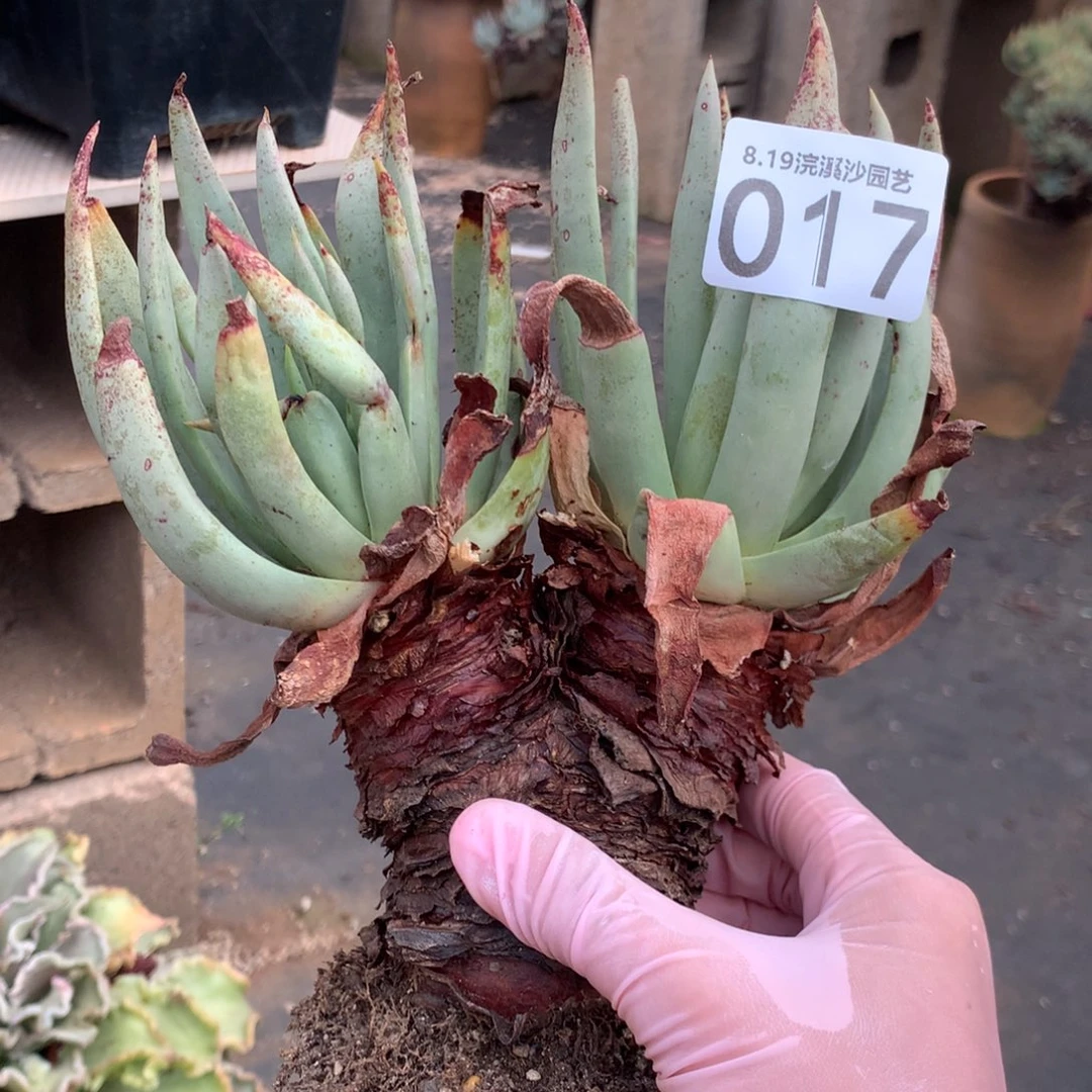 砍戴大老桩017哦哟