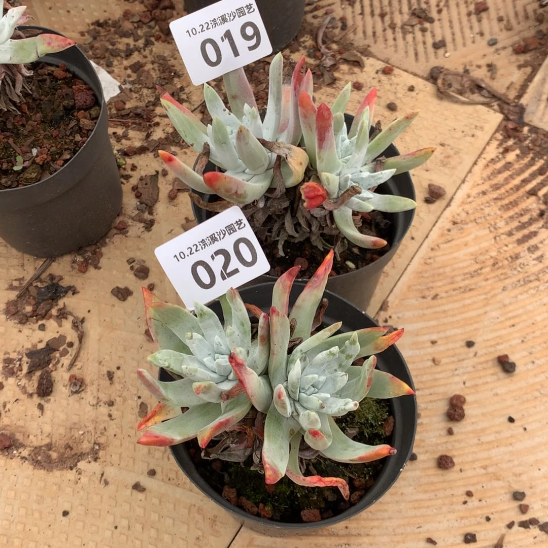 鲁**宝两颗象牙苹果叶019哥020