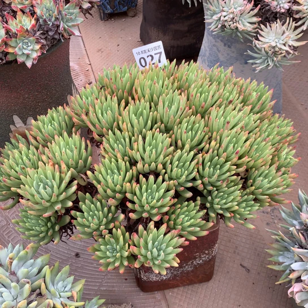 瑾**.嘘，不要说027哈哈哈哈