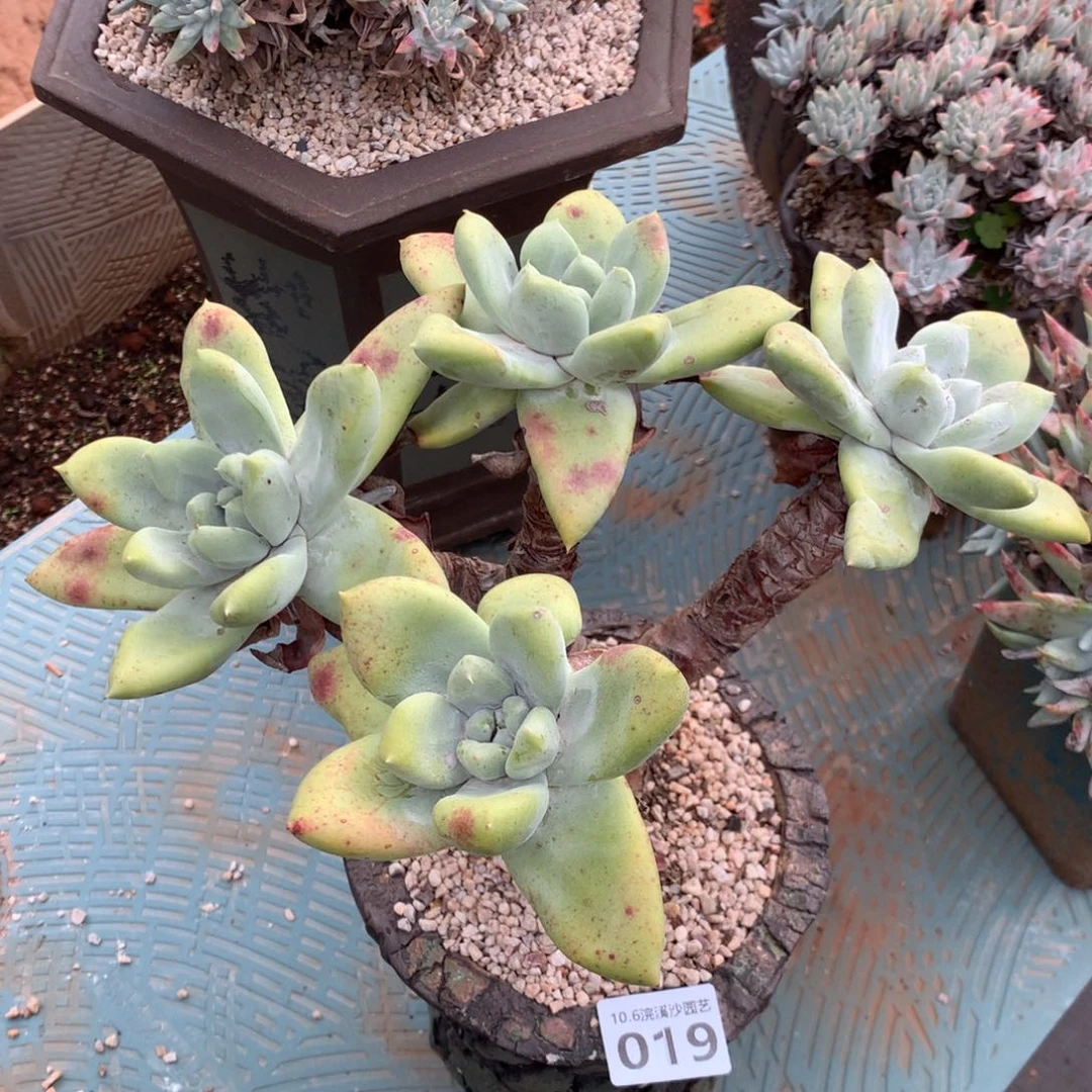 四头帕翠莎019噢耶