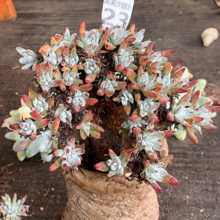 白菊杂朵朵缀开023