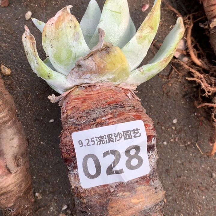 花朵脸布瑞东尼028