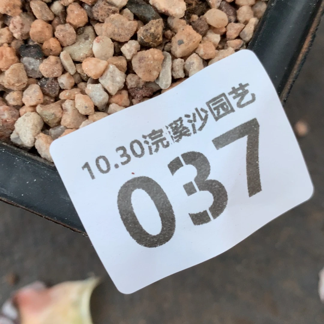 墨**～双头帕翠莎037啦啦啦啦啦啦啦啦