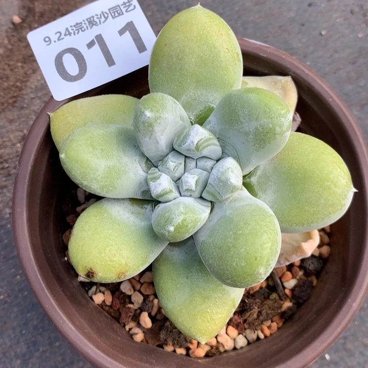 单头短肥拇指011