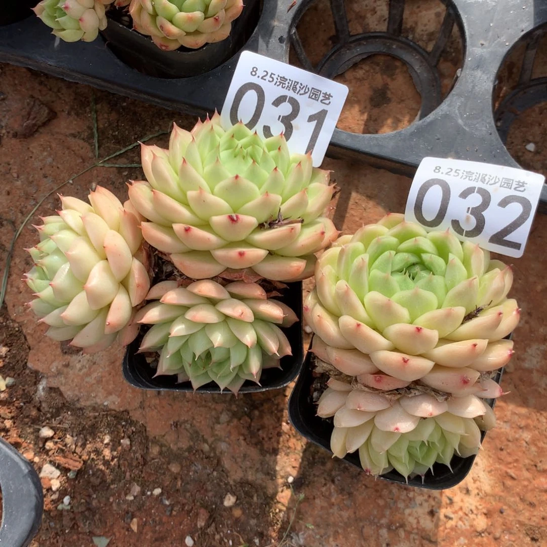 K**s赞赞赞赞赞赞赞031和032