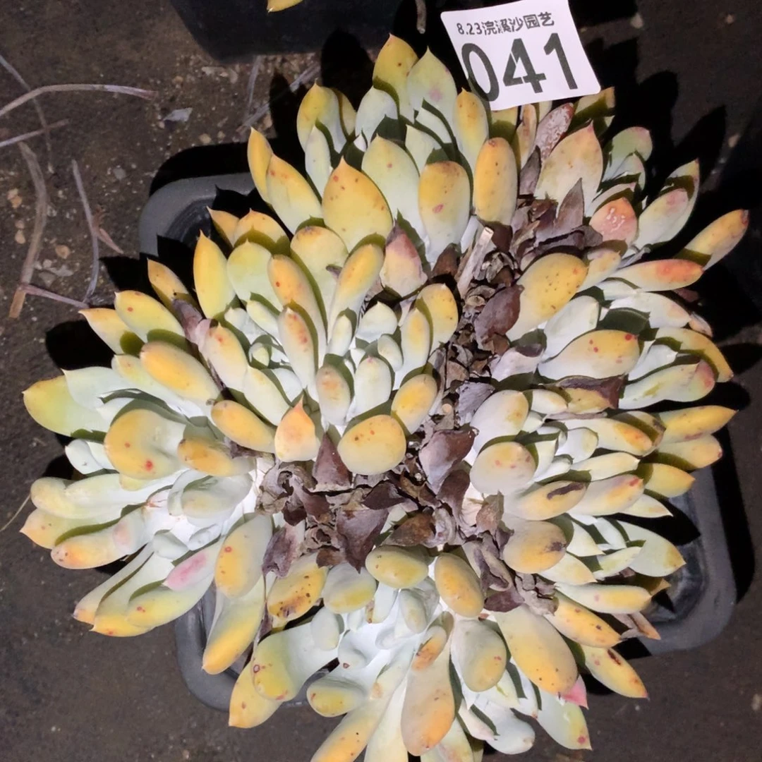 多****…多年以后的阿金尼041