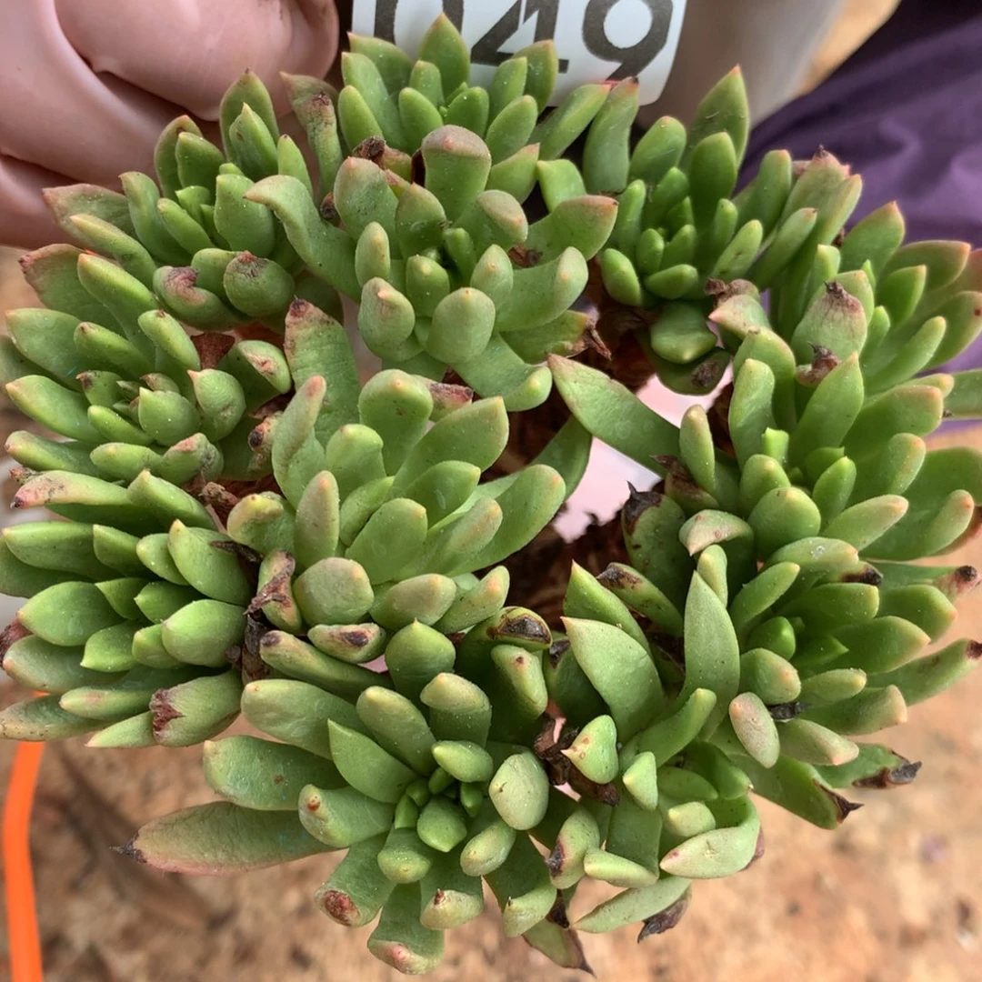 随***^049绿体法瑞