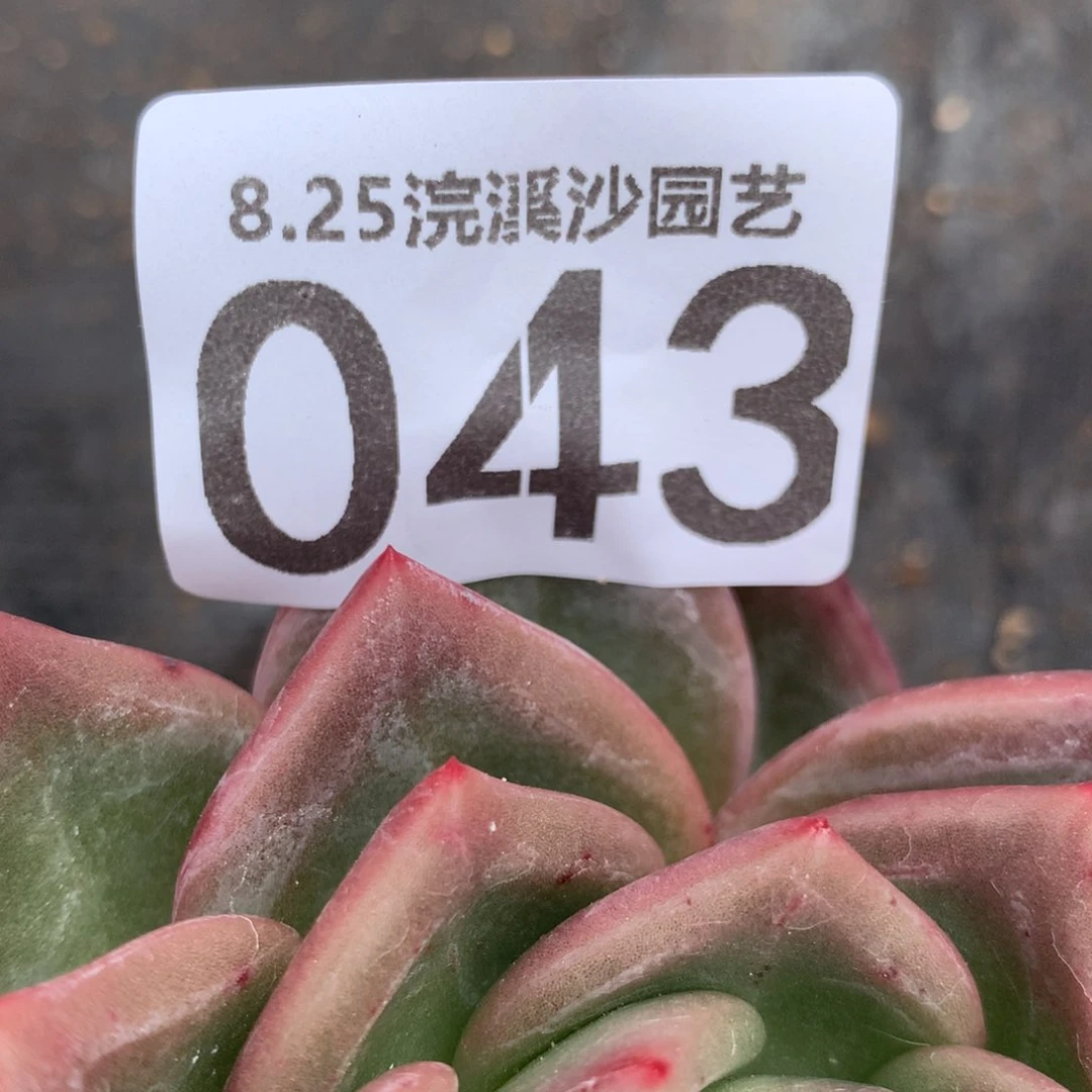 A****張043法克法克法克