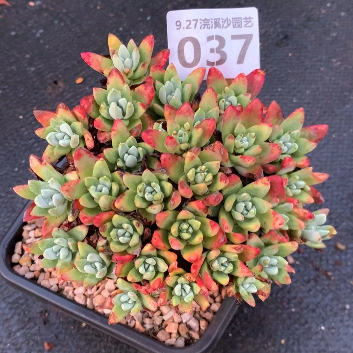 瑾**.格瑞内朵朵缀化037