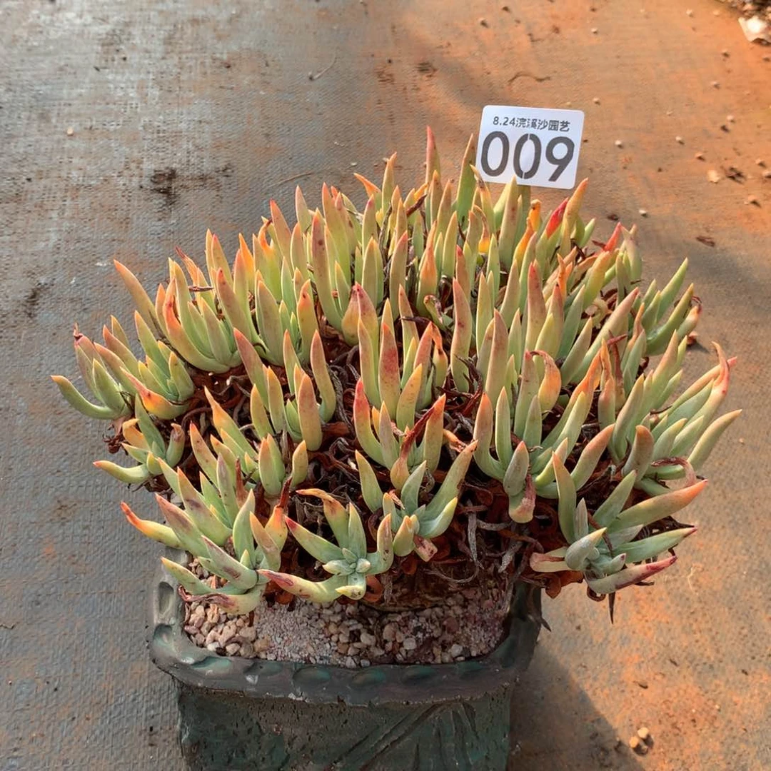 阿尔比芙洛杂大粗腿009