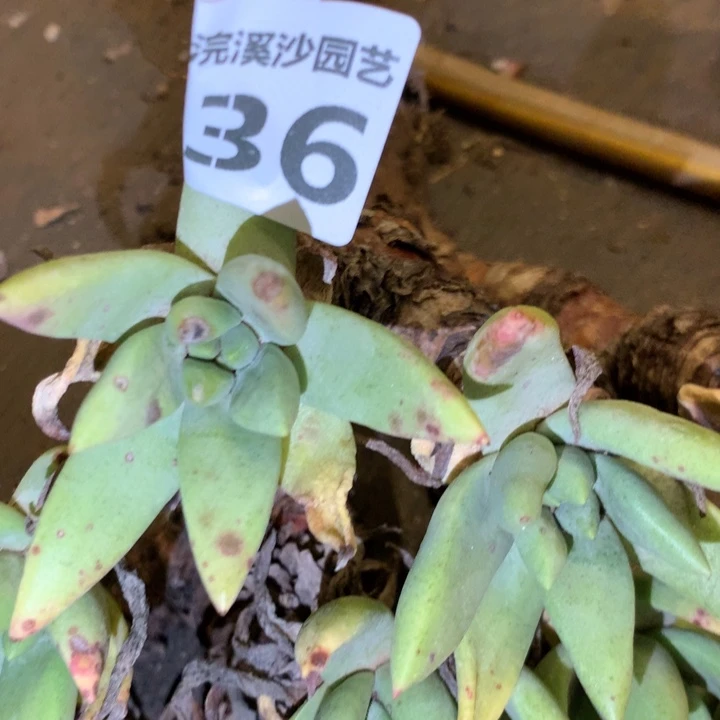 方**正方正姐姐专拍036