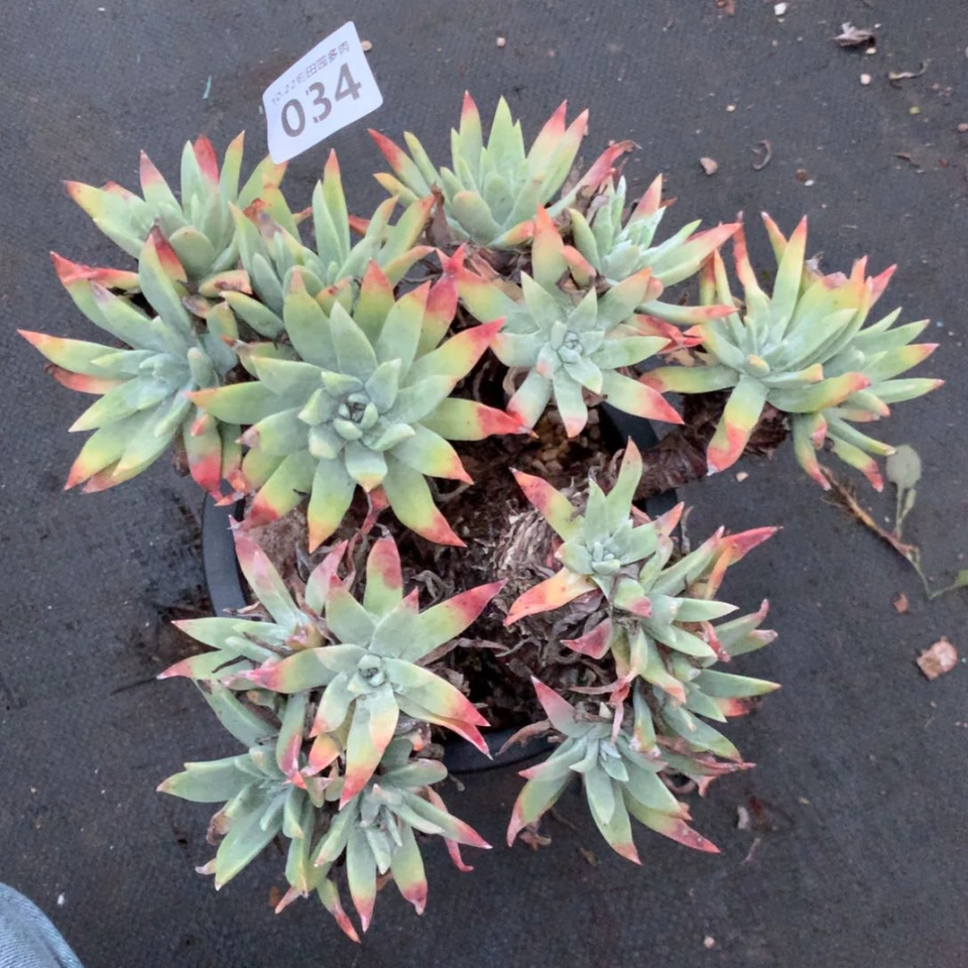 法瑞杂交034巨粗的腿子