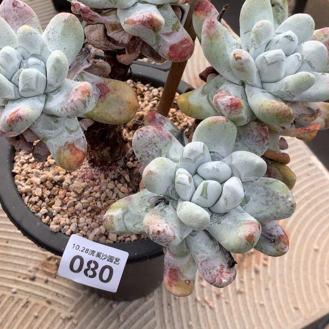 瑾**.080啦啦啦啦啦啦