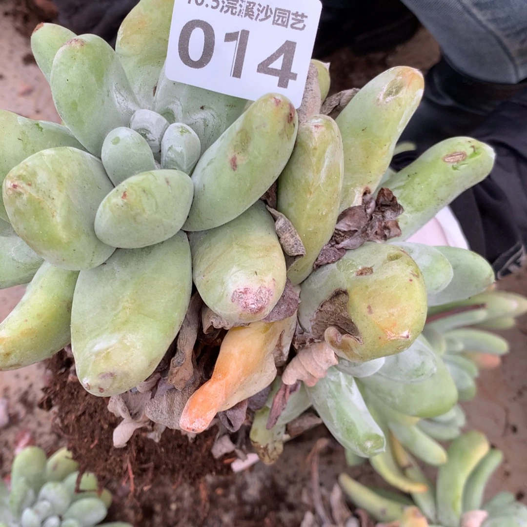 墨**～014还余730啦啦啦啦