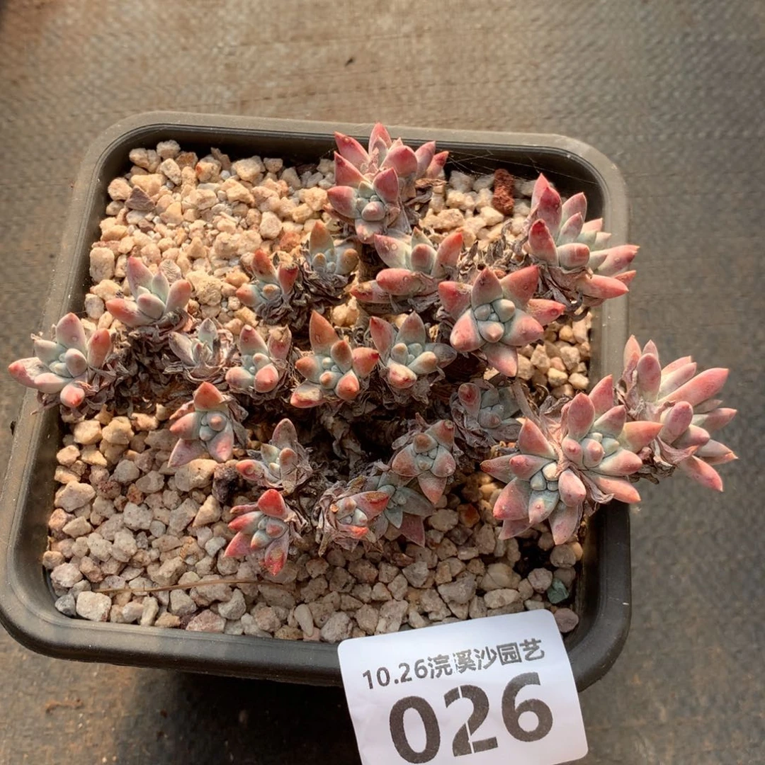 白菊福利出026哇哦