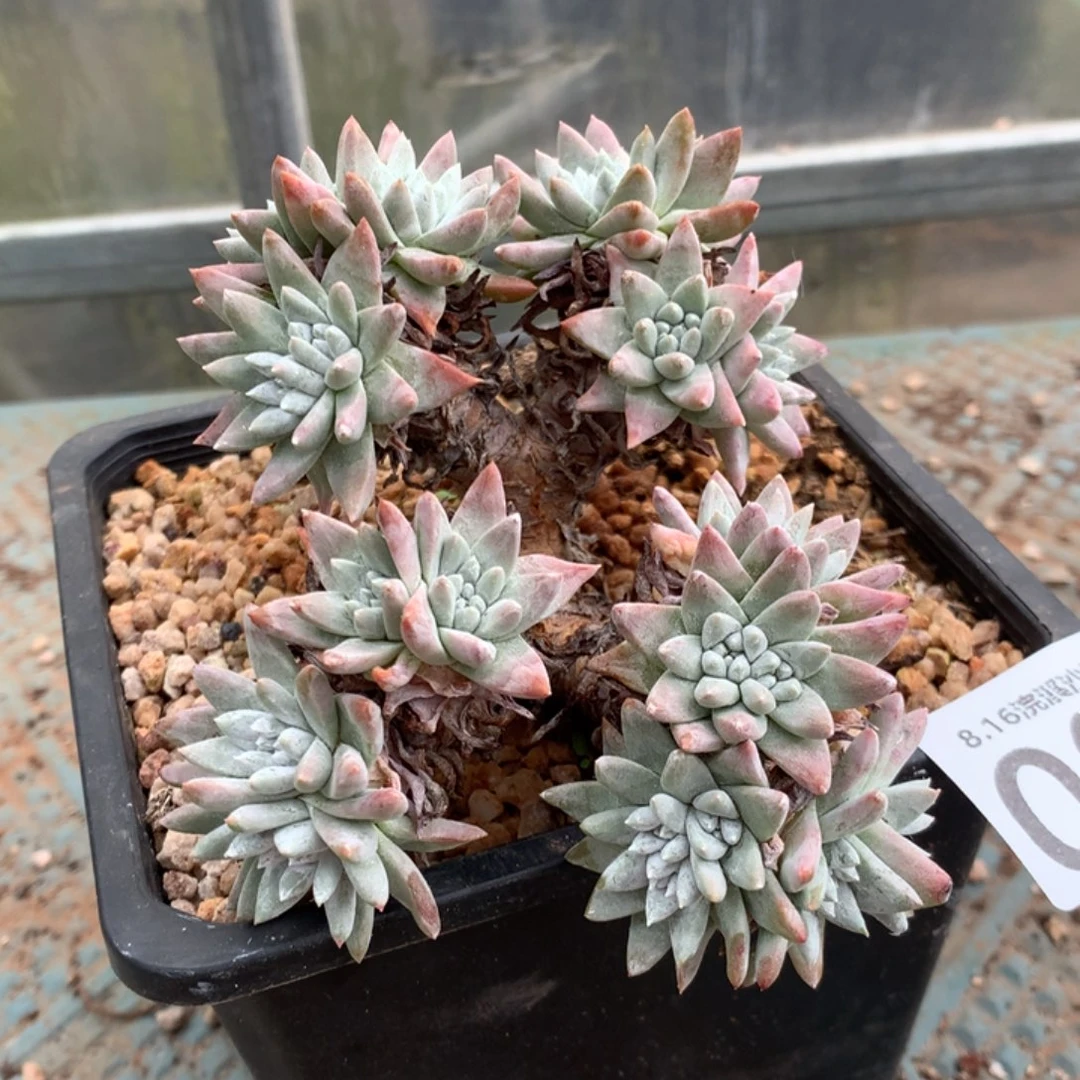 新粉白菊福利来啦003