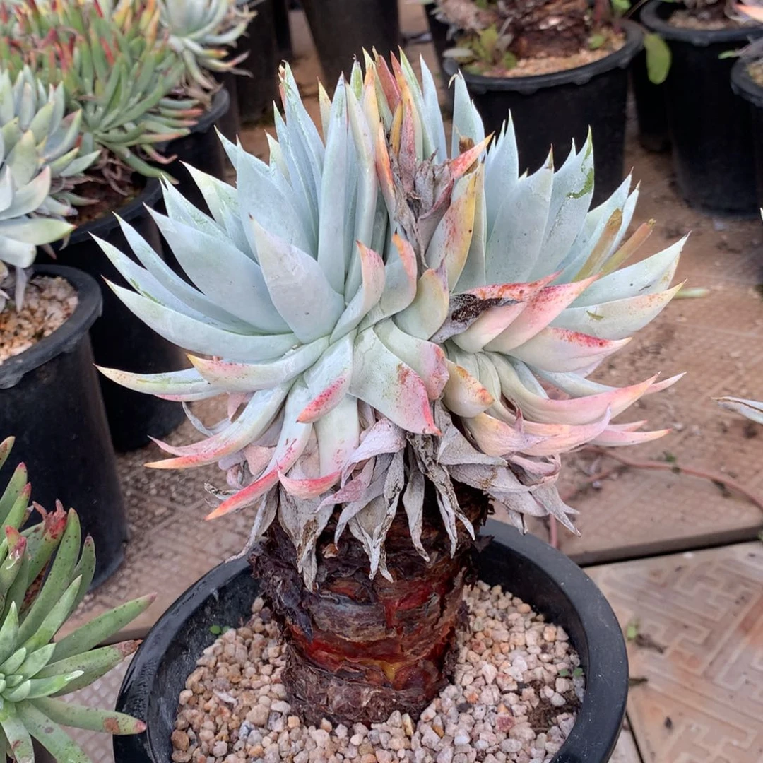 法瑞雪山014多肉