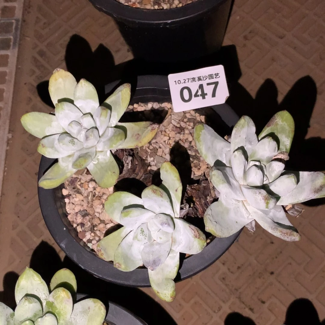 暮***@三头高桩拇指047