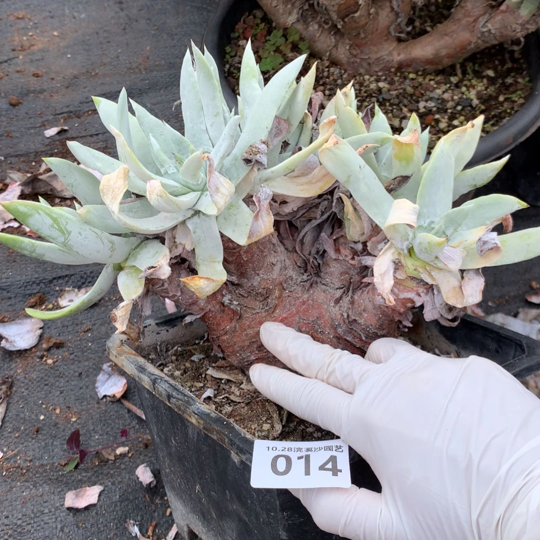 塞丽娜塞丽娜塞丽娜014七个头