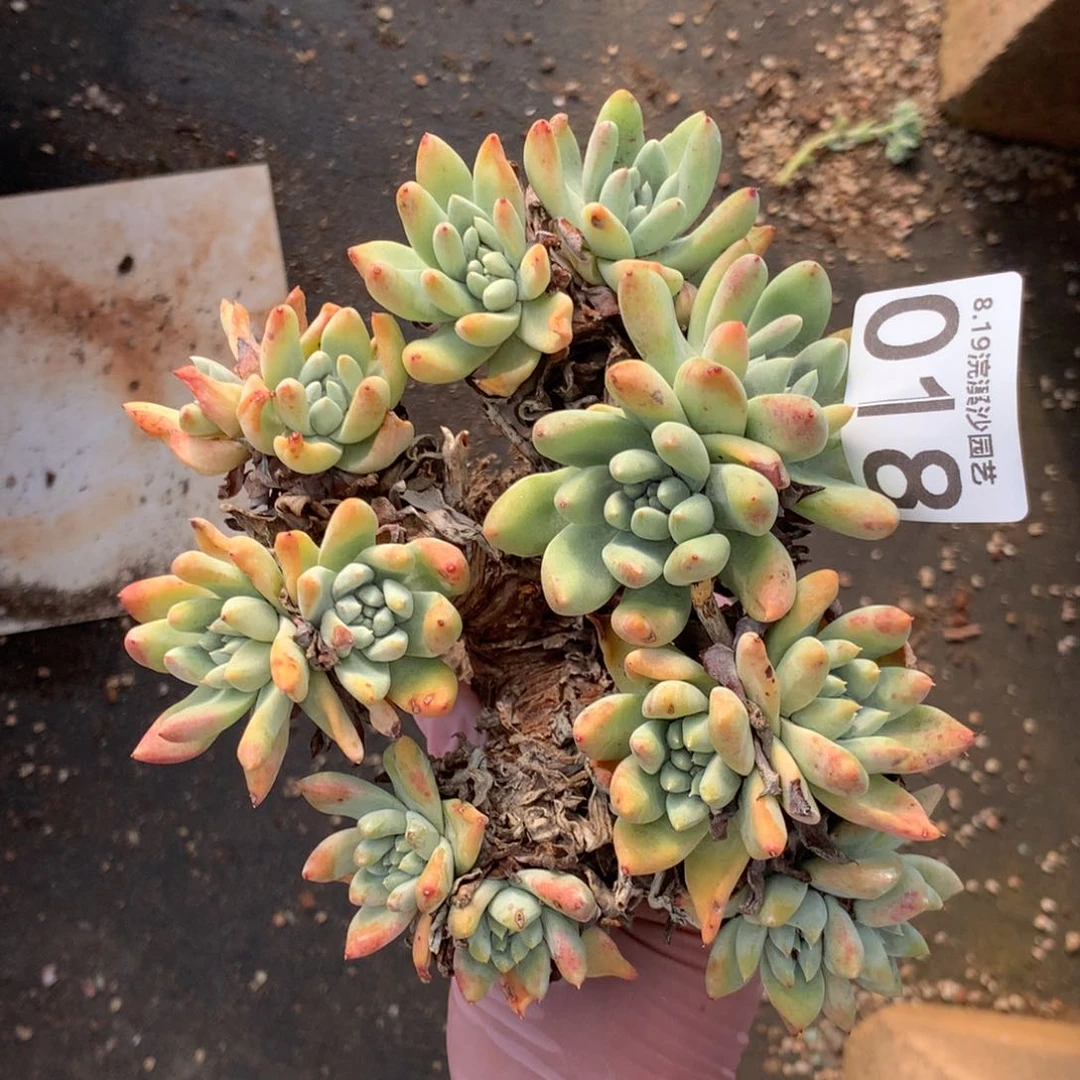 白姆小老桩018哦哟
