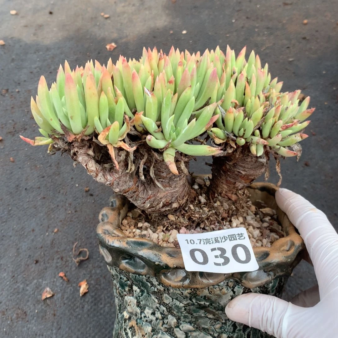 阿诺玛拉杂交福利出030