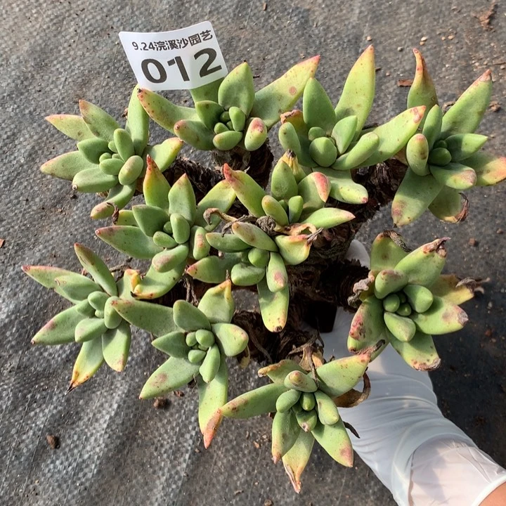 法瑞杂绿拇指012