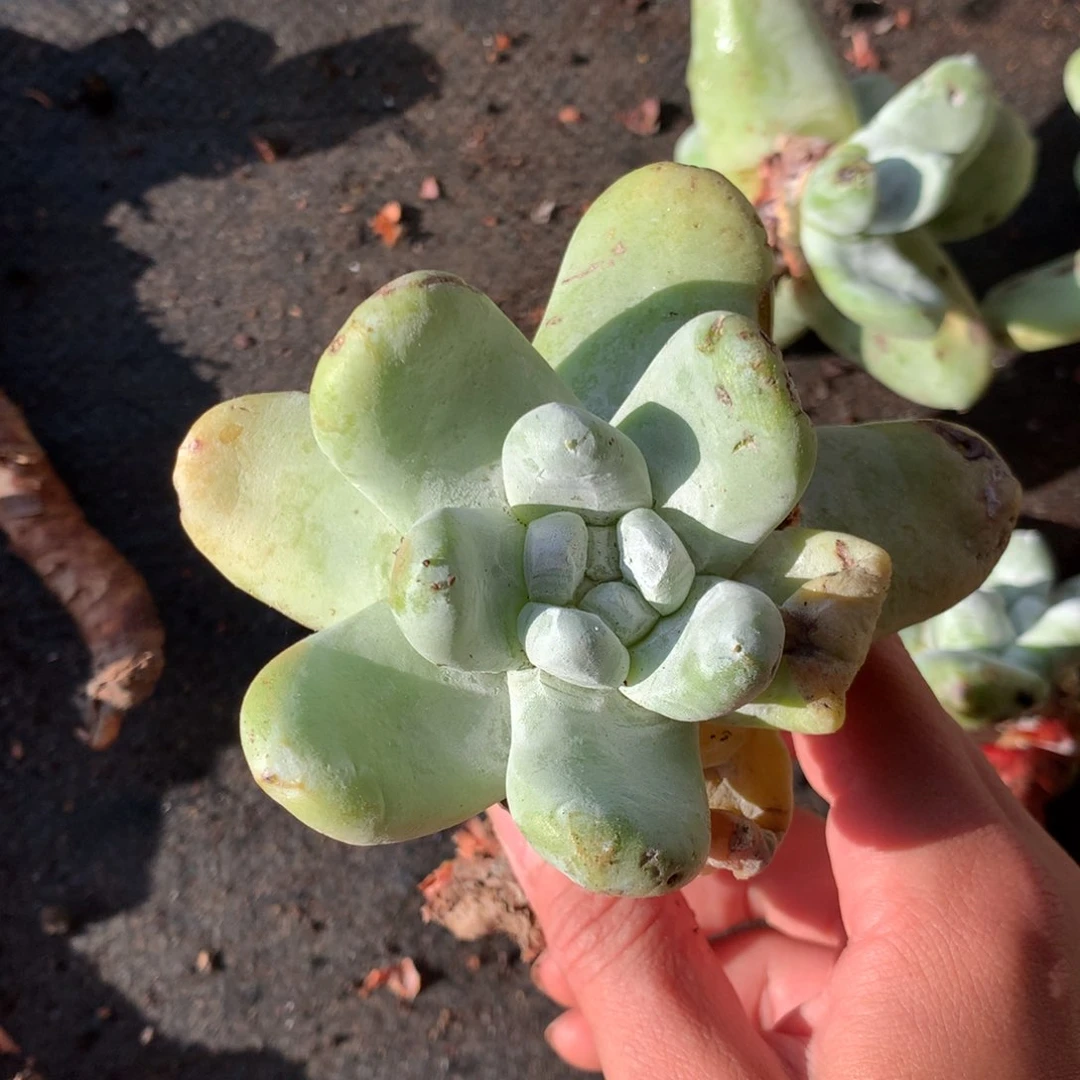 单头短肥拇指009