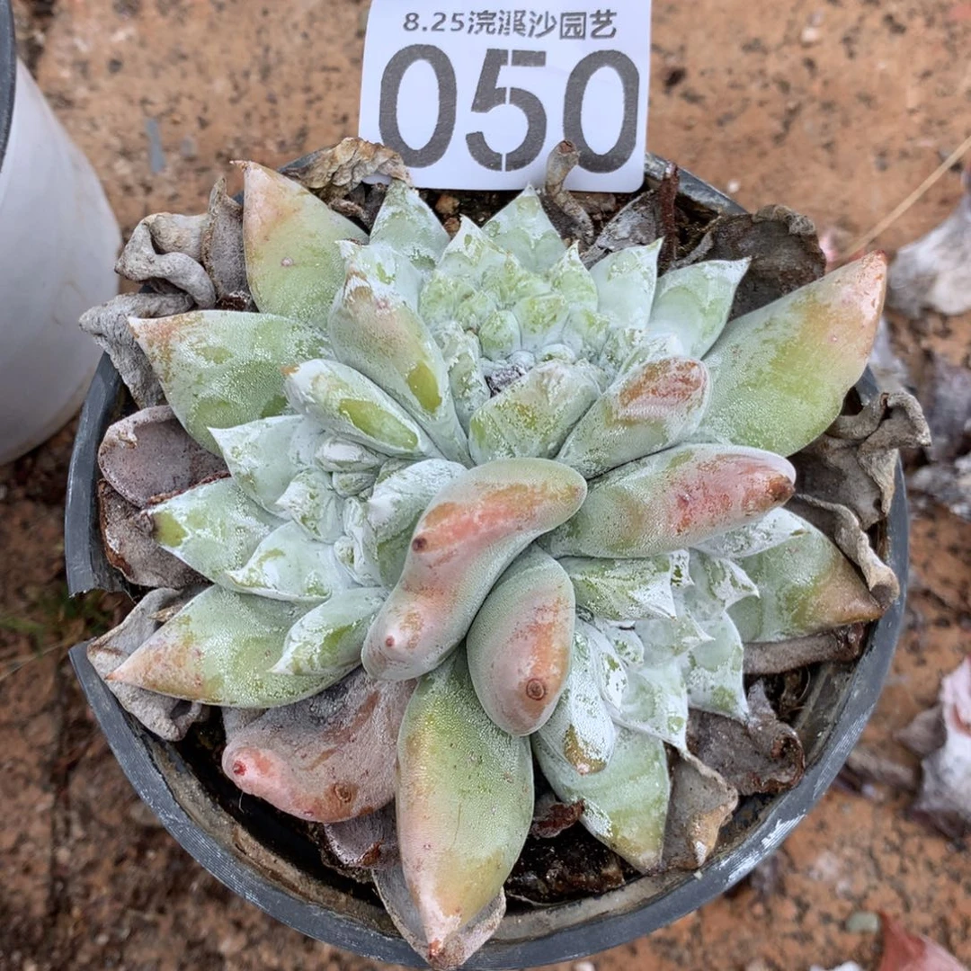 方**正方正姐姐专拍050