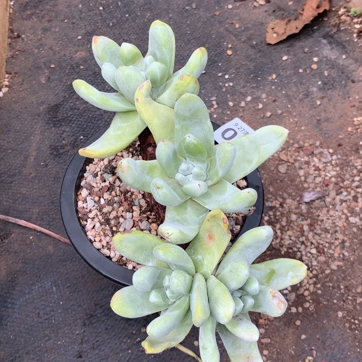 四头高桩拇指028