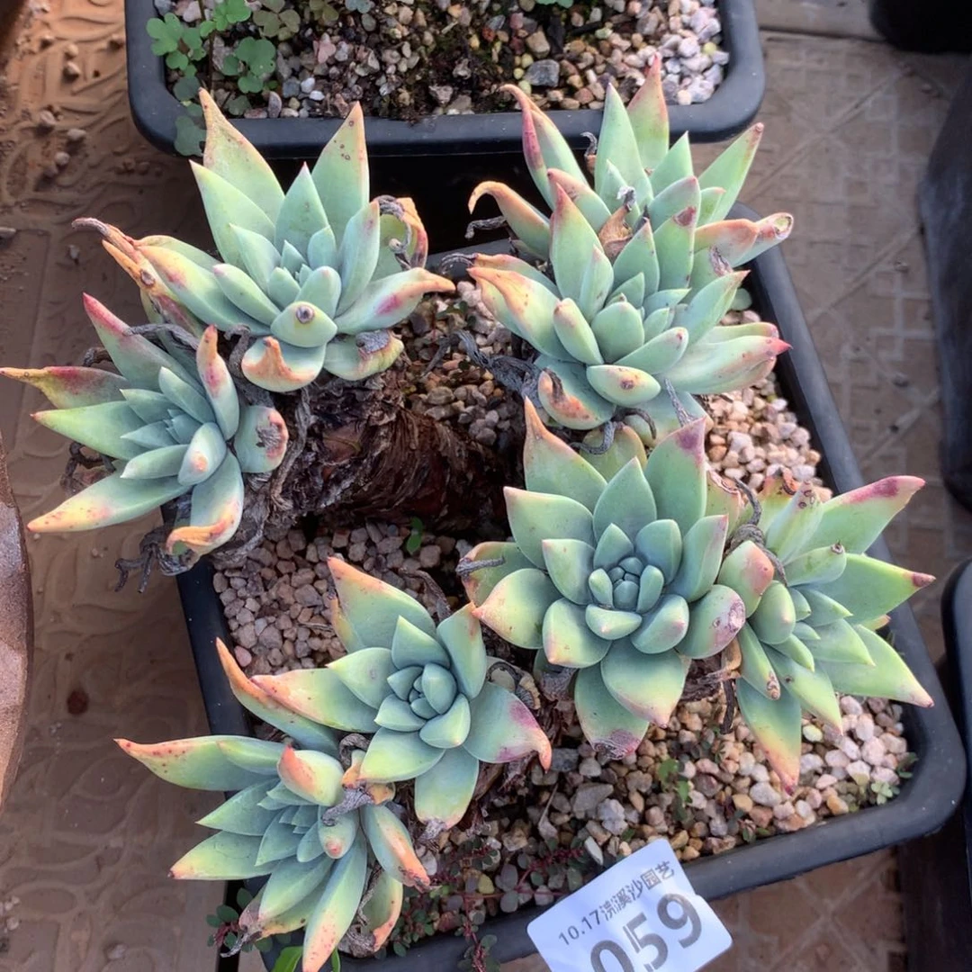 不知名杂交059哇啦塞