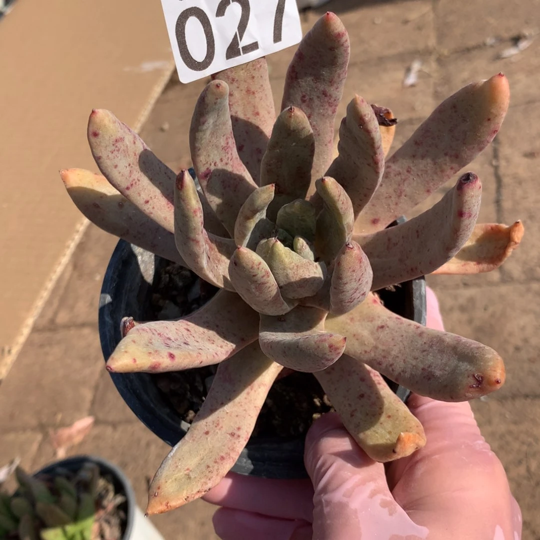 伊静思杂拇指027