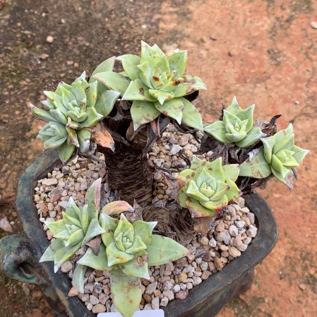 追****^追梦人的法瑞诺莎030还余240多肉