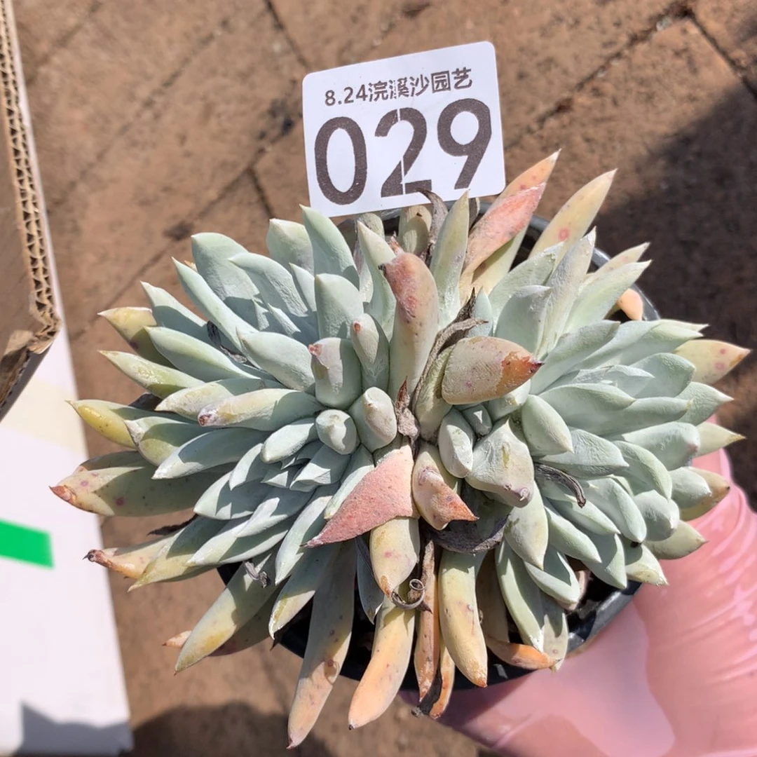 阿金尼小群生029