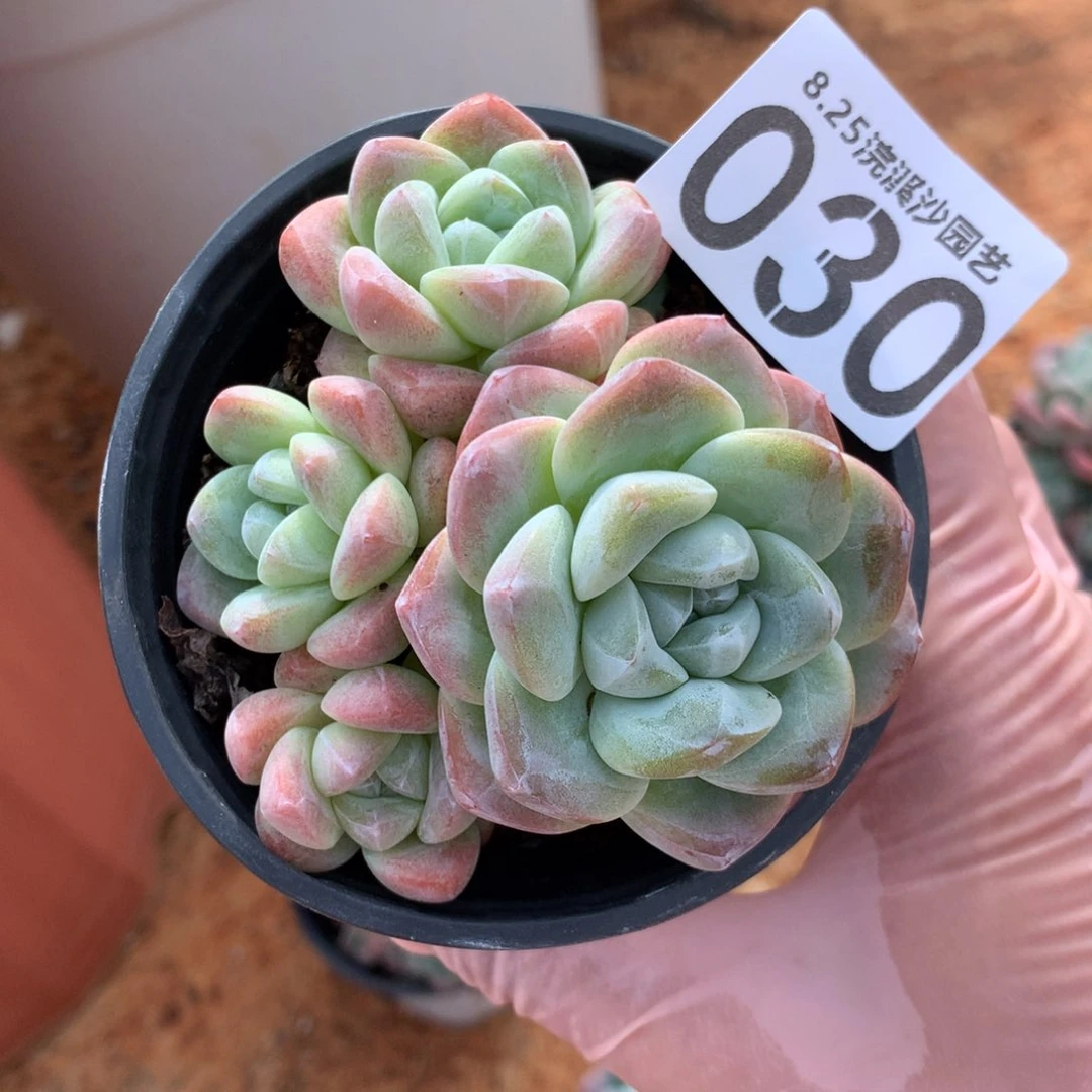 一**吨赞赞赞赞赞赞赞039和030