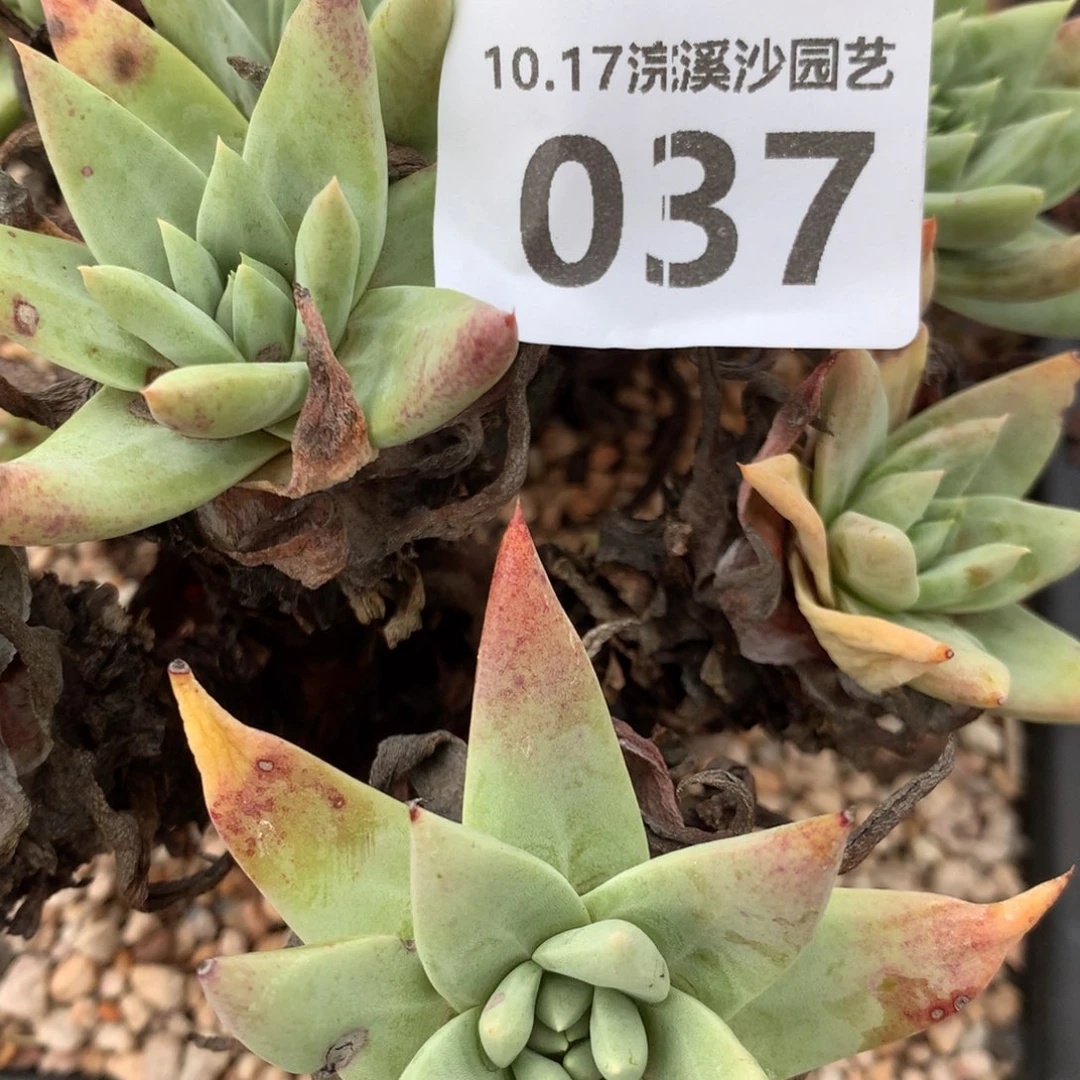 小****0379杂交啦啦啦啦