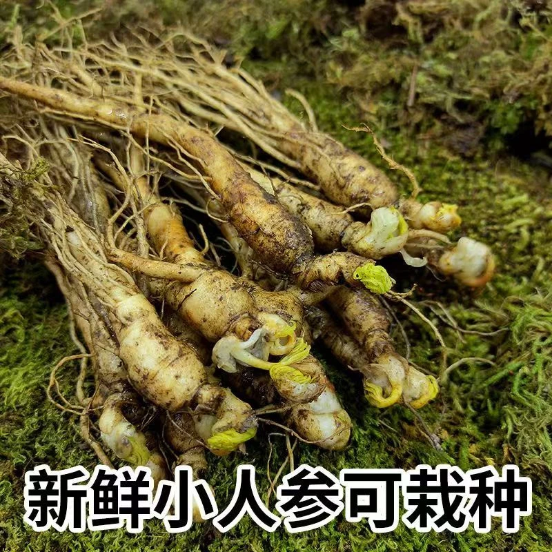 【极速发货】现挖人参苗长白山鲜人参带芽孢带土绿植盆景室内种植