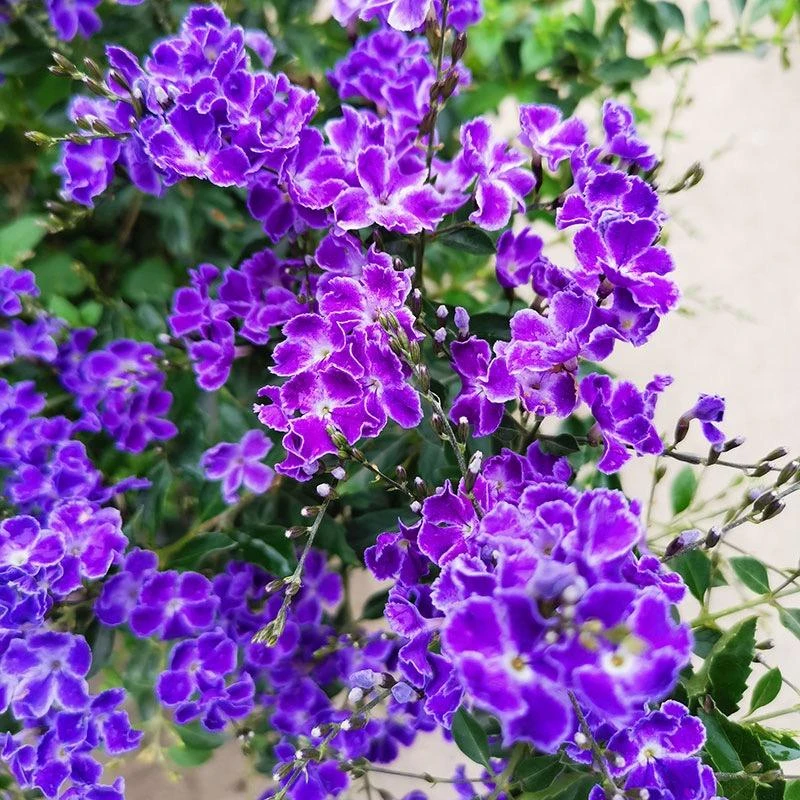 蕾丝金露巧克力花卉盆栽阳台庭院好养耐热花卉紫色冬季夏季勿忘我