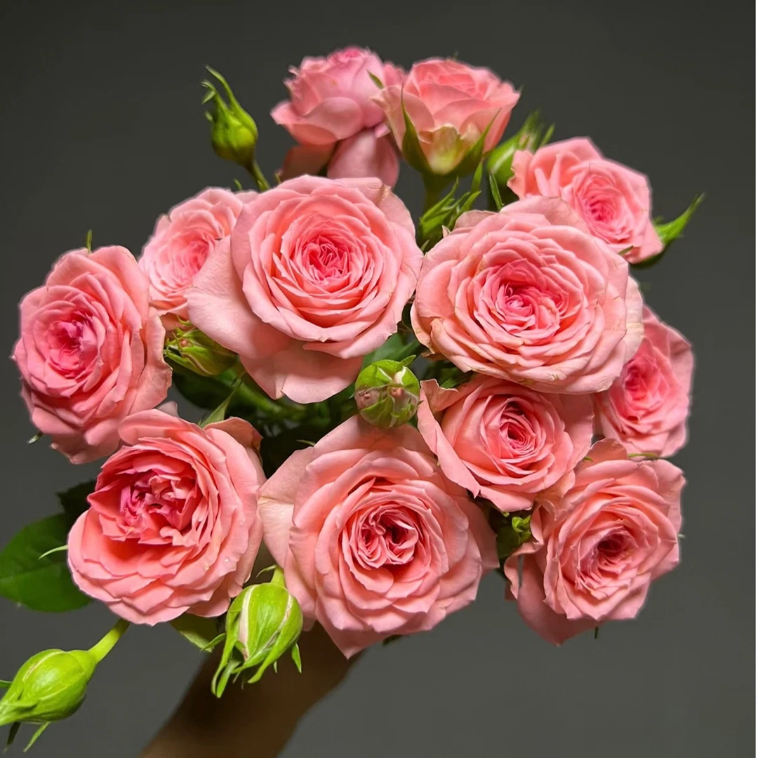 【180盆仙度瑞拉】月季玫瑰云南盆栽原盆原土带花苞发货庭院阳台好