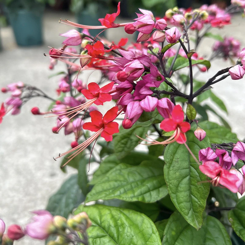 红花龙吐珠芳香花卉植物 花叶龙吐珠 白花麒麟吐珠花