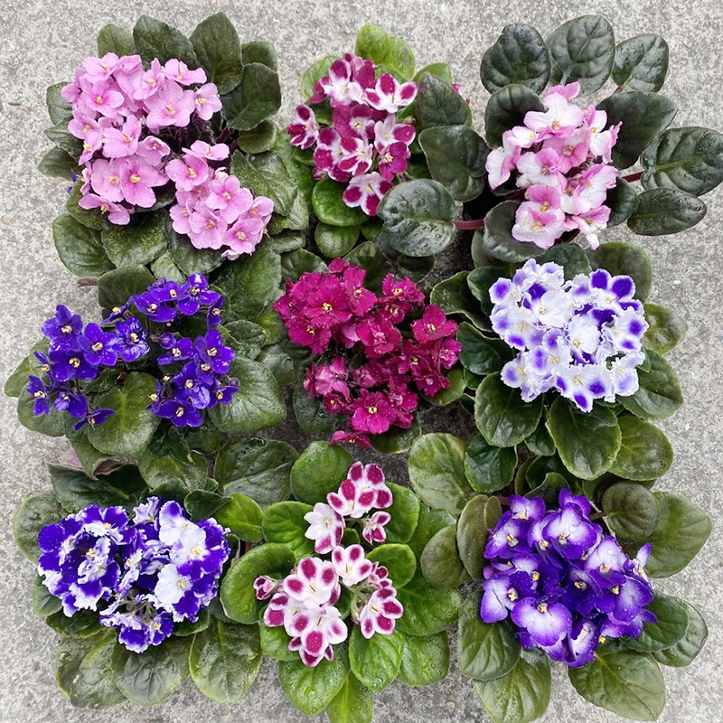 紫罗兰盆栽 非洲紫罗兰 迷你室内阳台办公桌面花卉四季开花