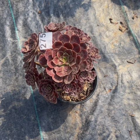 【闪购商品】275欧嘉莉多肉