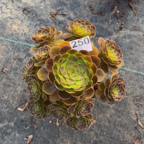 【闪购商品】250黑魔多肉