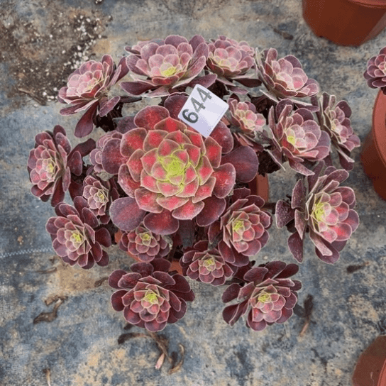 【闪购商品】用****4644花娜多肉