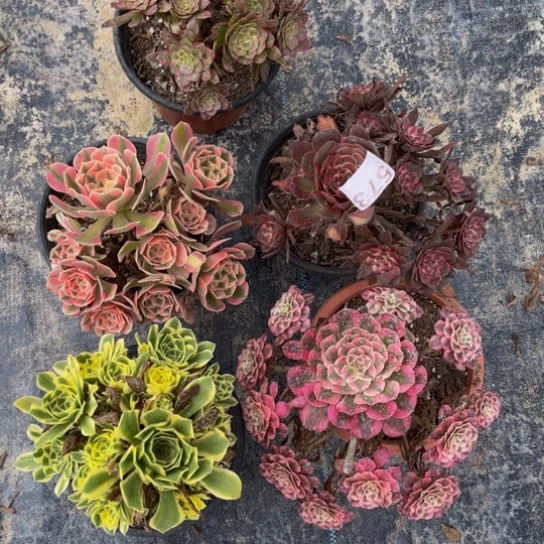 【闪购商品】573福利多肉