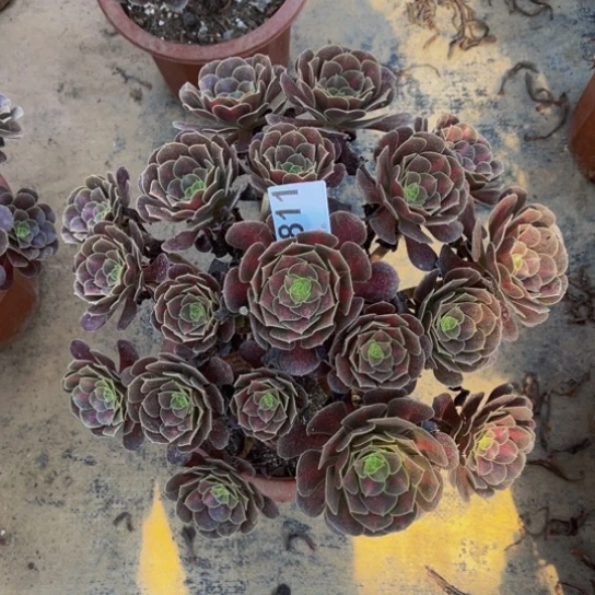 【闪购商品】我****常811花纳多肉