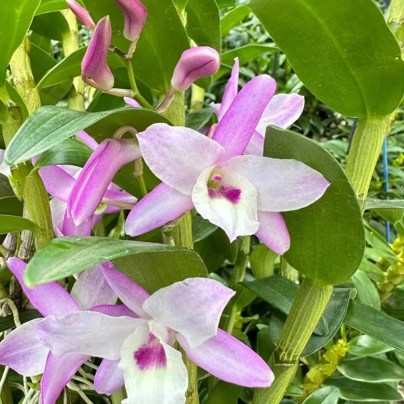 石斛兰 春石斛粉火鸟 开花漂亮 花期长 好养型